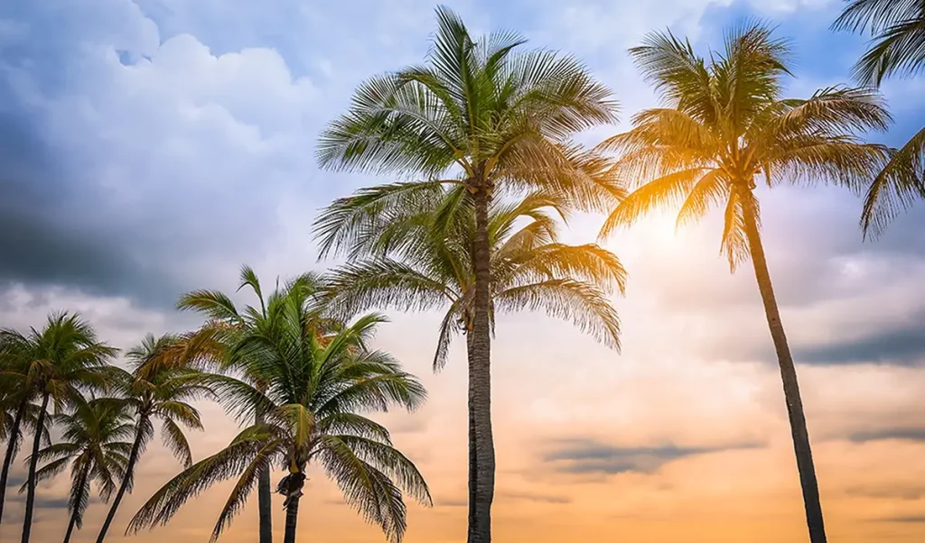 Palm Trees in front of sunset